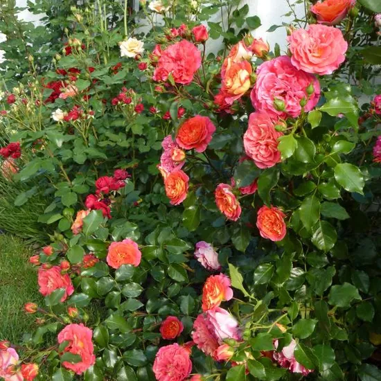 Růže Gebrüder Grimm