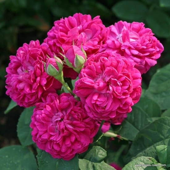 Růže Rose de Resht