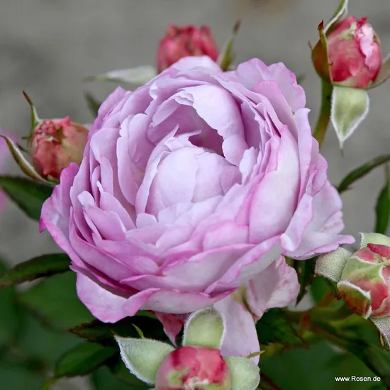 Růže Herzogin Dorothea