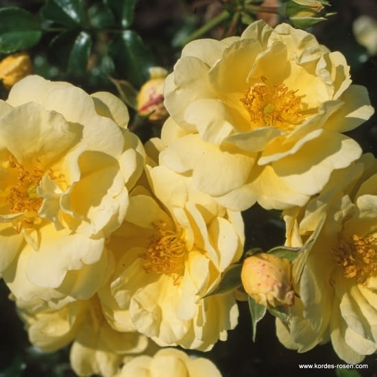 Růže Sunny Rose