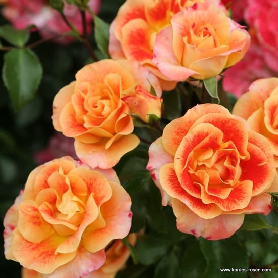 Růže Airbrush