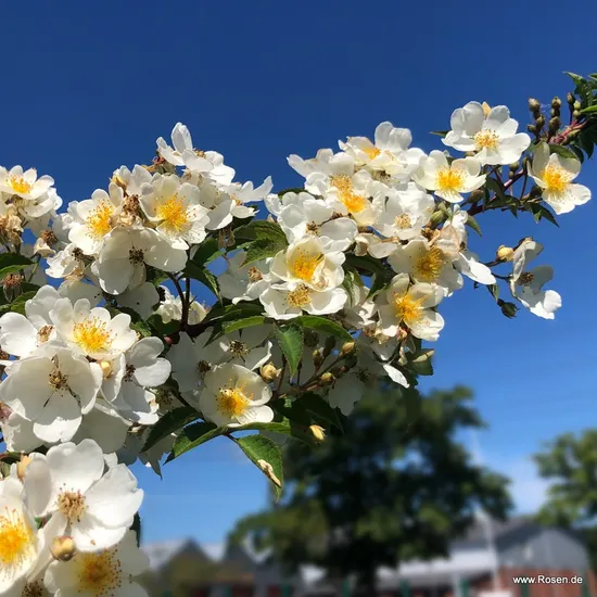 Růže Natura Siluetta