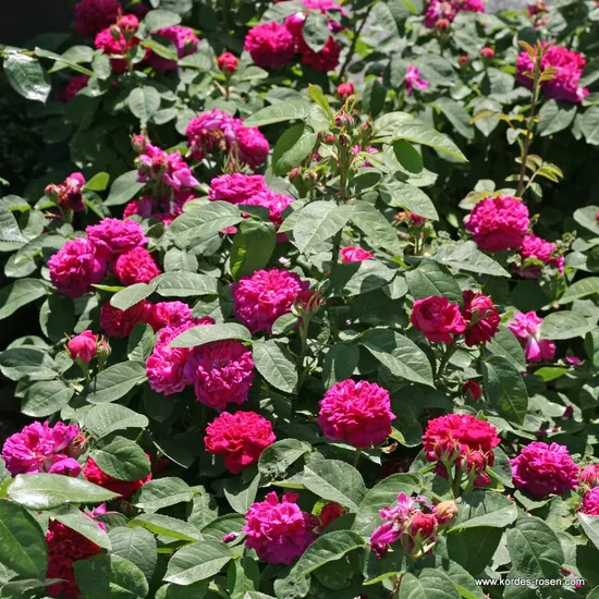 Růže Rose de Resht