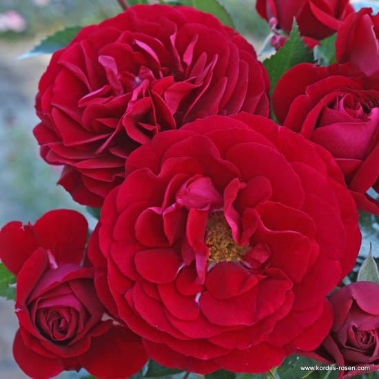 Růže Bordeaux