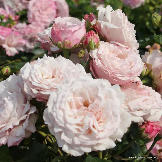 Růže Rosenfaszination