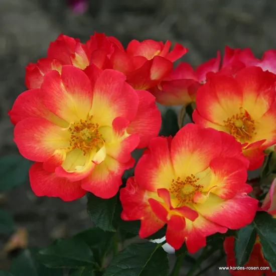 Růže Summer of Love