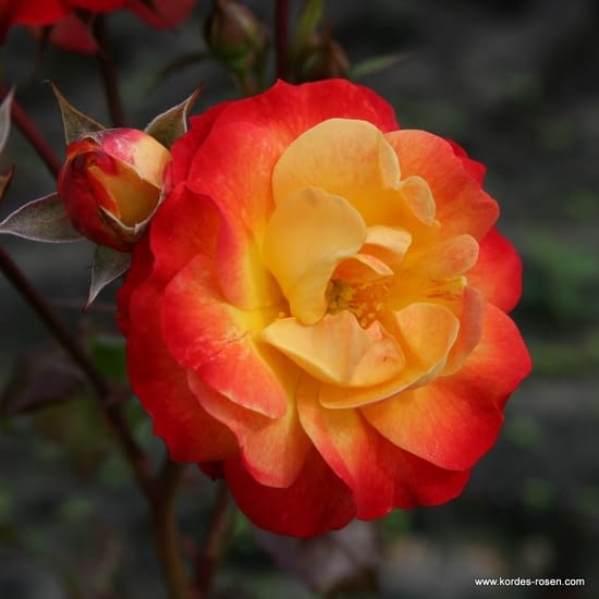 Růže Firebird