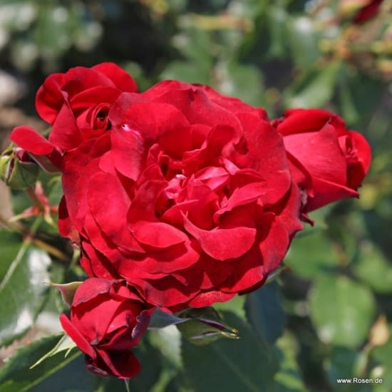 Růže Royal Red