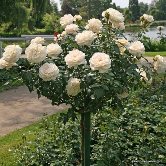Růže Lions Rose