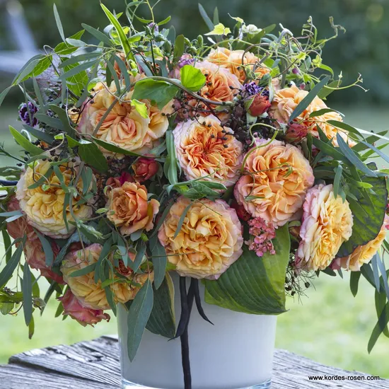 Růže La Villa Cotta