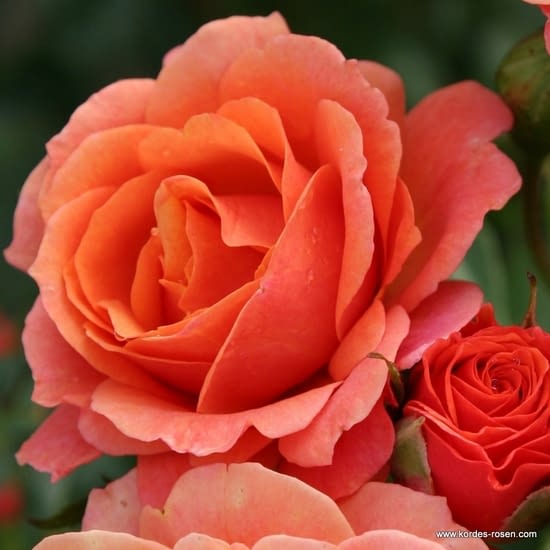 Růže Lambada