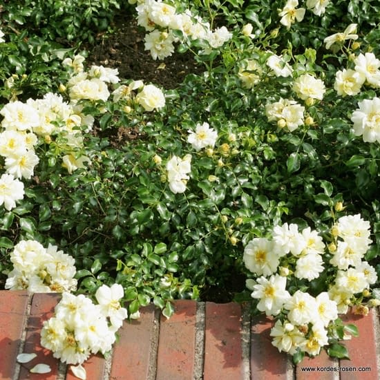 Růže Sunny Rose