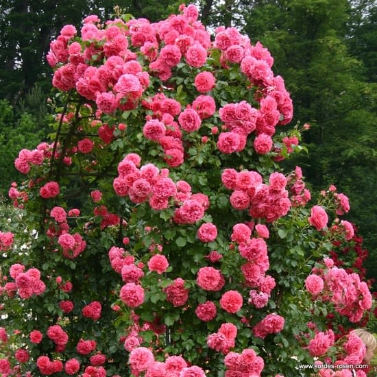 Růže Rosarium Uetersen