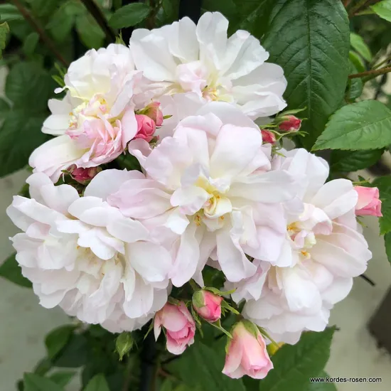 Růže Sweet Siluetta