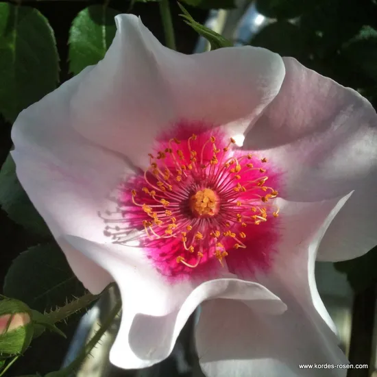 Růže SEE YOU in red