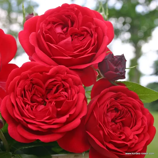 Růže Out Of Rosenheim