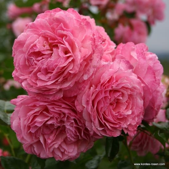 Růže Flora Olomouc