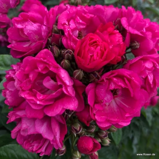 Růže Perfumy Siluetta