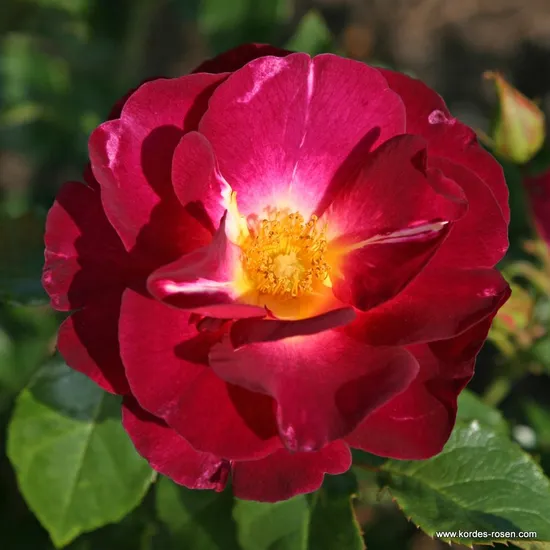 Růže Ile de Fleurs