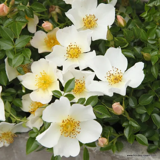 Růže Sonnenröschen