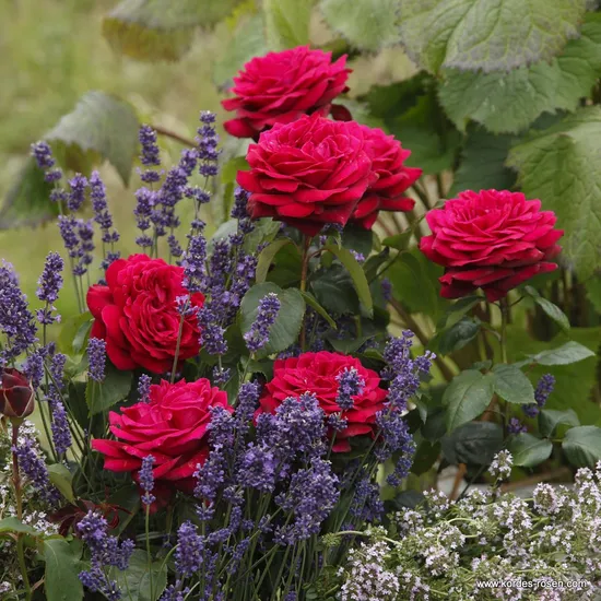 Růže Gräfin Diana