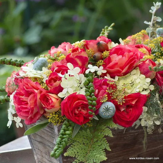 Růže Gebrüder Grimm