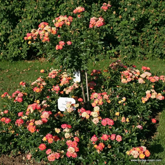 Růže Little Sunset