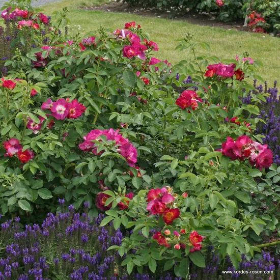 Růže Weg der Sinne