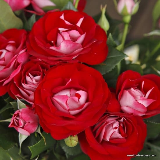 Růže Rose der Einheit