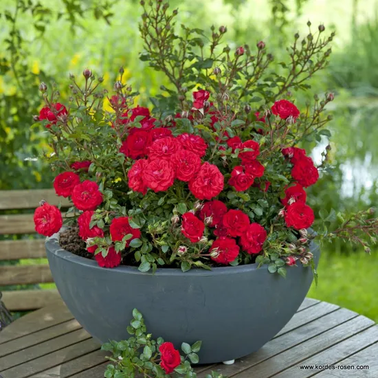 Růže Zwergenfee 09