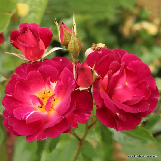 Růže Ile de Fleurs