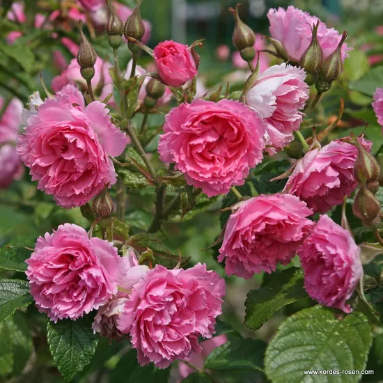 Růže Pink Grootendorst