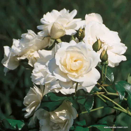 Růže Schneewitchen