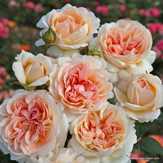 Růže Grossherzogin Luise