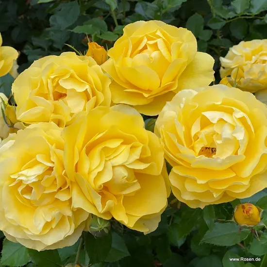 Růže Here Comes the Sun