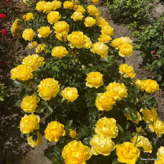 Růže Here Comes the Sun