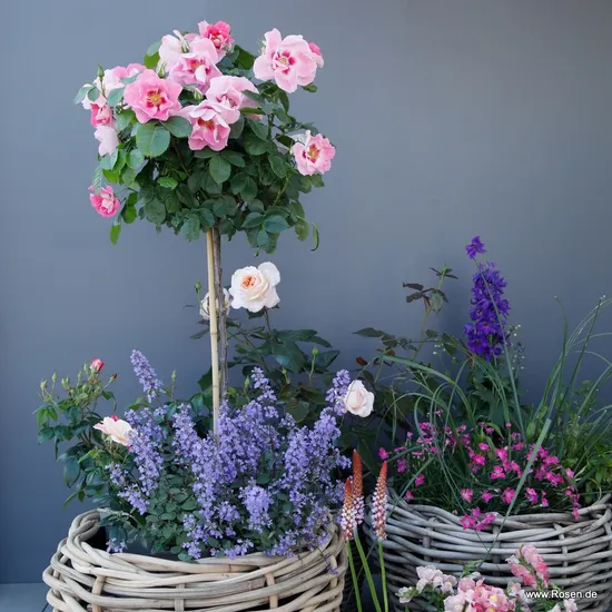 Růže SEE YOU in rosé