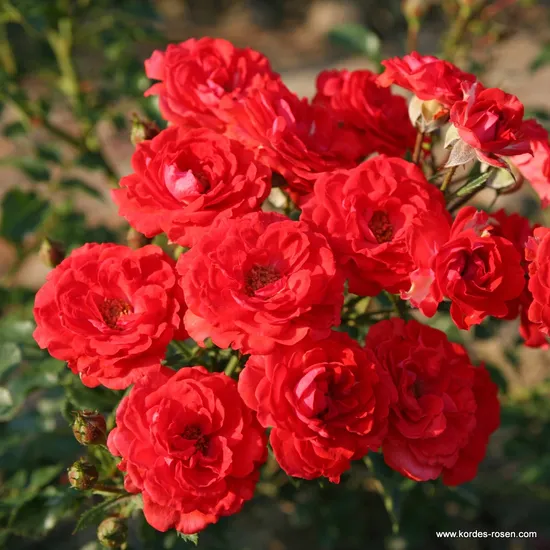 Růže Zwergenfee 09