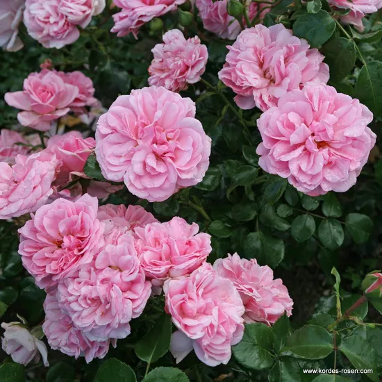 Růže Home and Garden