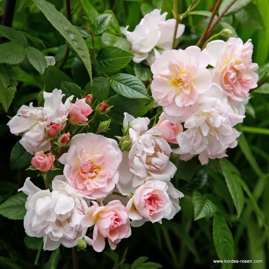 Růže Sweet Siluetta