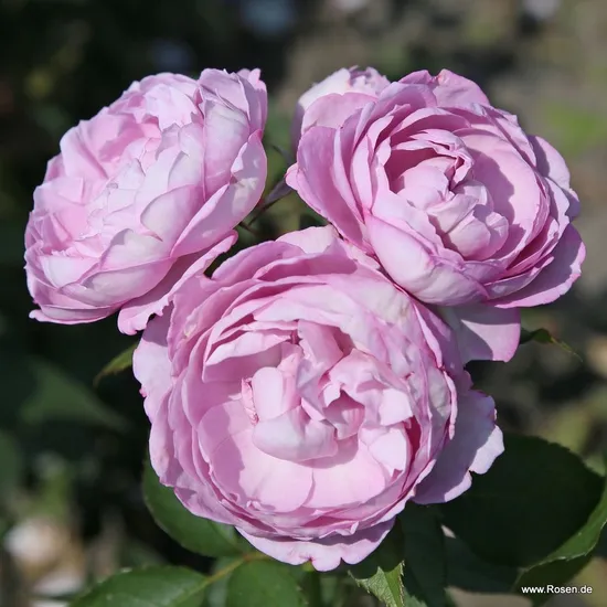 Růže Herzogin Dorothea