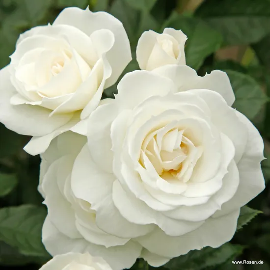 Růže Baby Schneewittchen