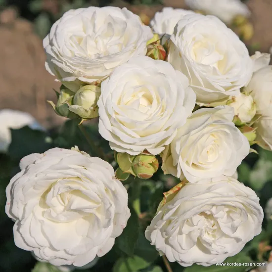 Růže Schneeküsschen