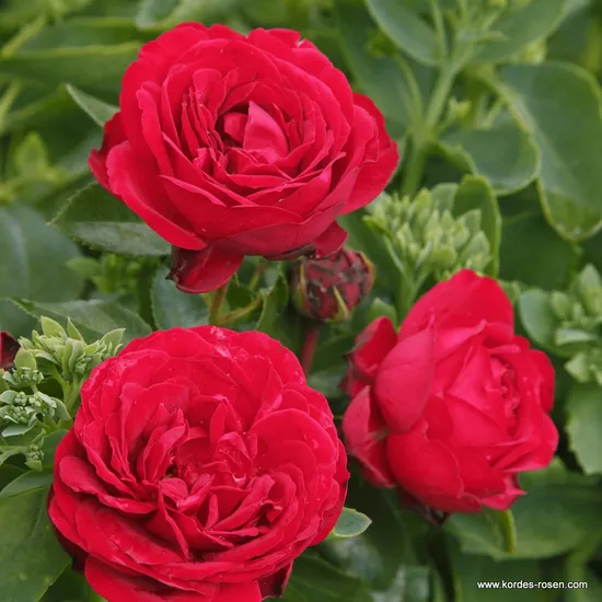 Růže Till Eulenspiegel