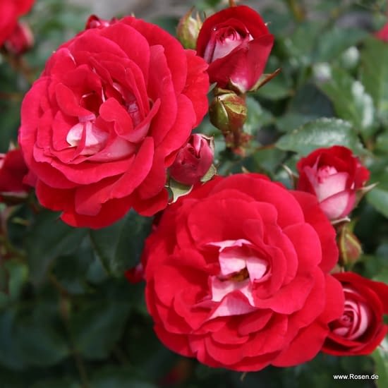 Růže Corazon