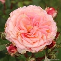 Růže Amaretto