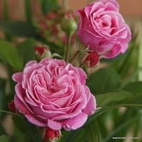 Růže Rosengräfin Marie Henriette