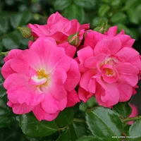 Růže Palmengarten Frankfurt