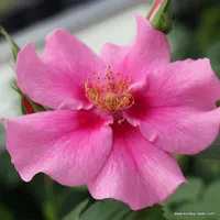 Růže SEE YOU in pink