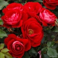 Růže Caracho